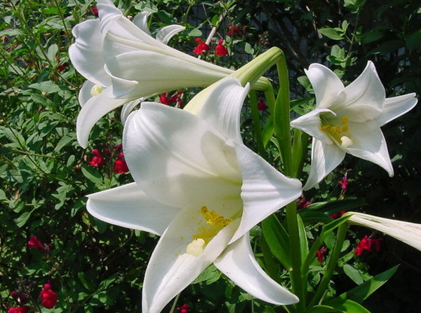 百合