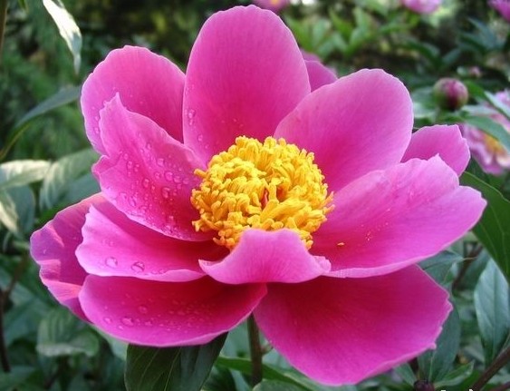 白芍