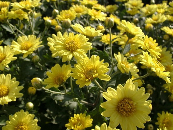 菊花