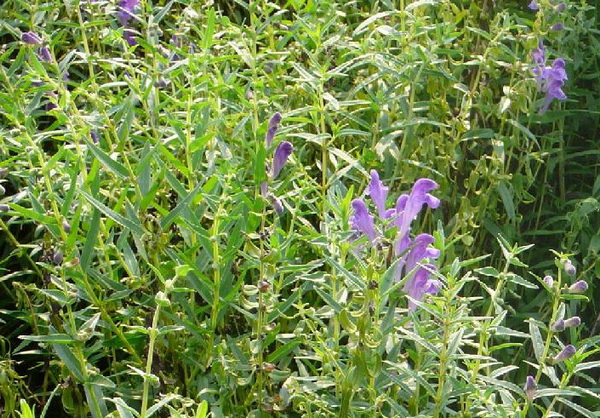 黄芩
