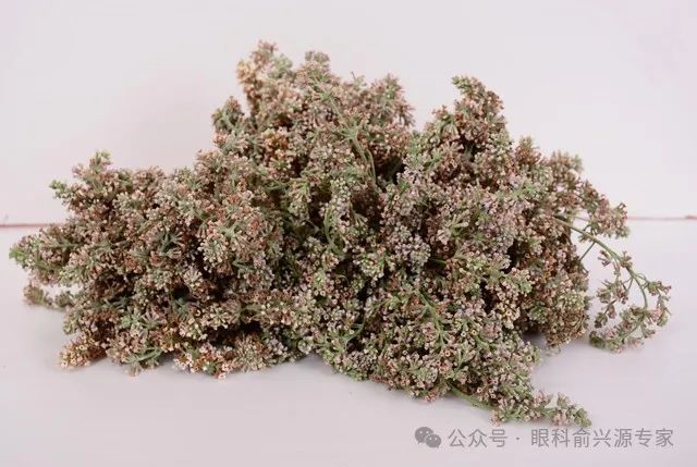 “明目仙草”堪称护眼“黄金钥匙”！逆转视力衰退、消散黄斑病变，干眼症患者重获清晰视界！