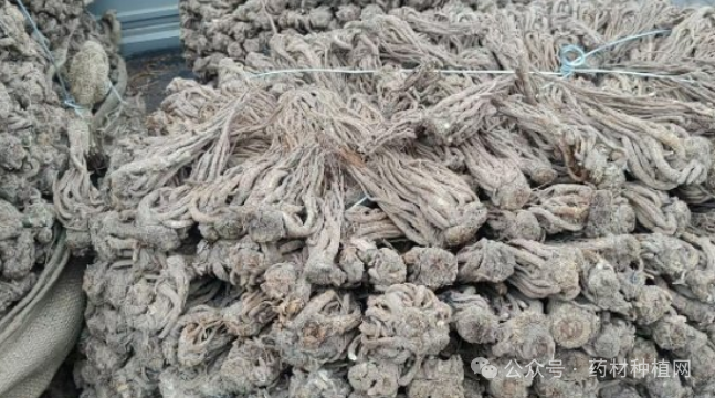 近期价格上涨和下跌的药材品种