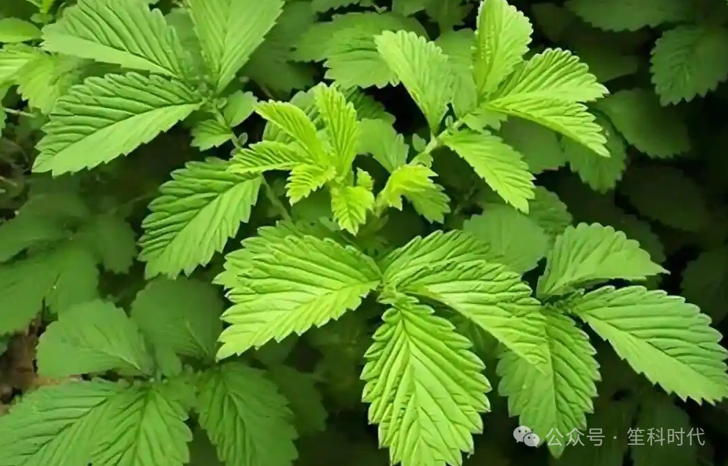 仙鹤草不只能止血！仙鹤草提取物或成未来防脱发的关键成分