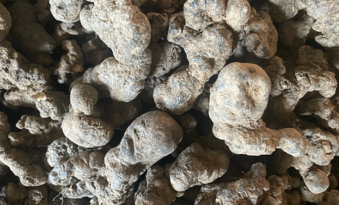 这两看好的药材价格一跌再跌！