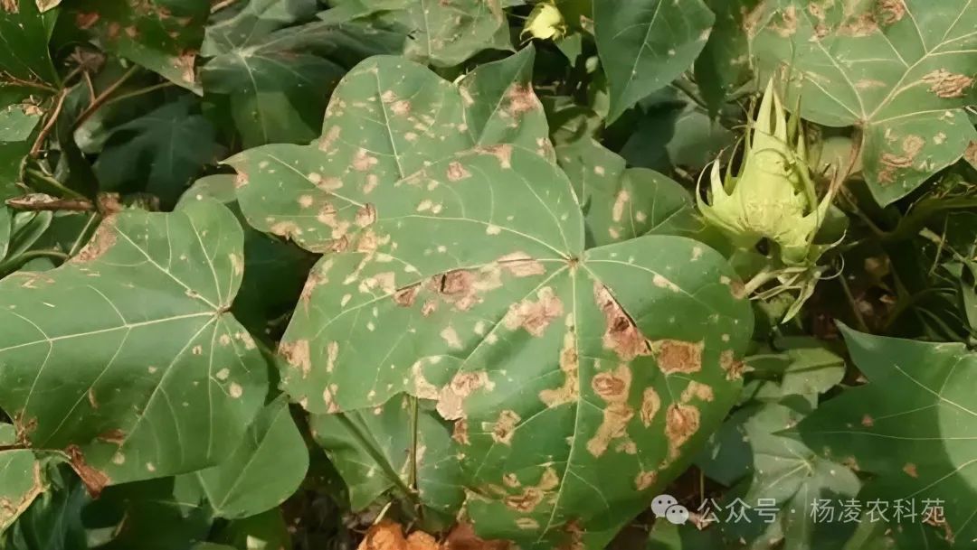 农业药害补救措施