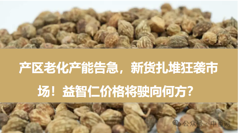 益智仁价格将驶向何方？