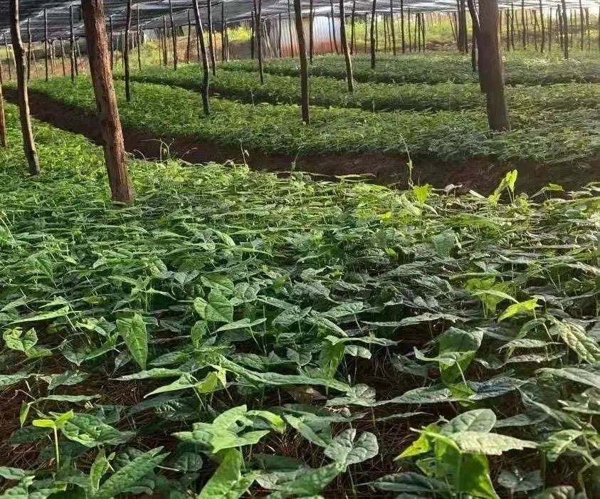未来 5 大暴利药材品种，种植这些稳赚不赔？