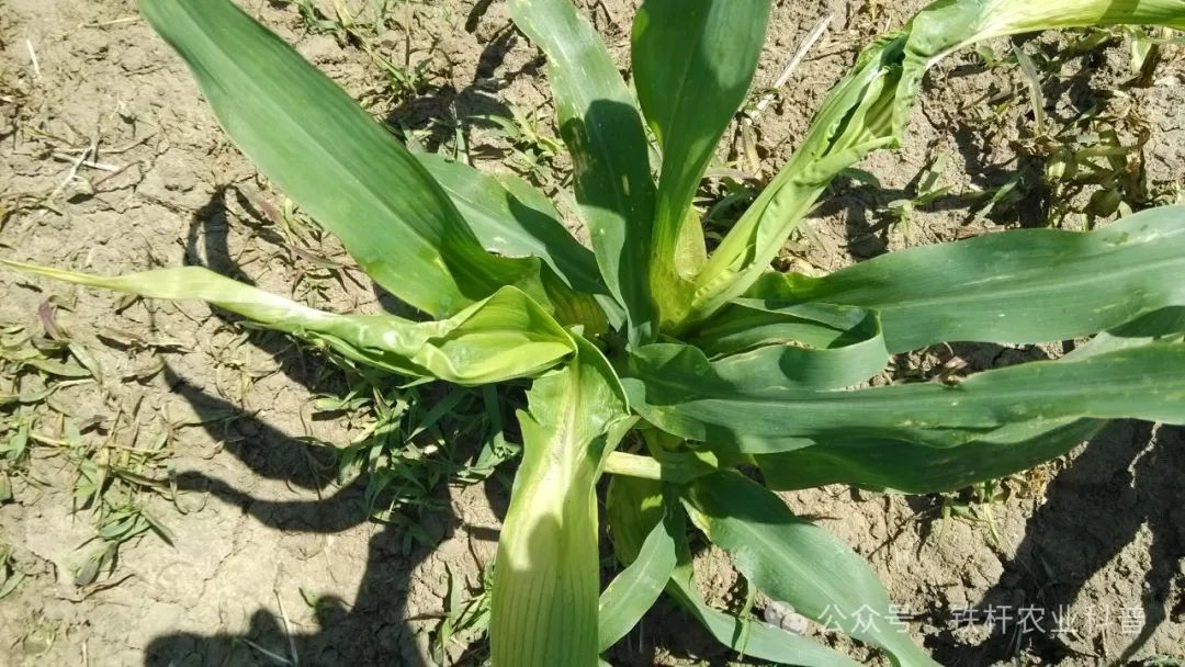 玉米除草剂药害的预防措施有哪些？