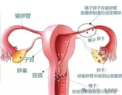 快速怀孕必备条件！备孕夫妇必看科学行动指南