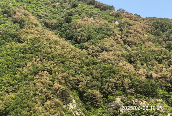 6月底这些药材涨价了