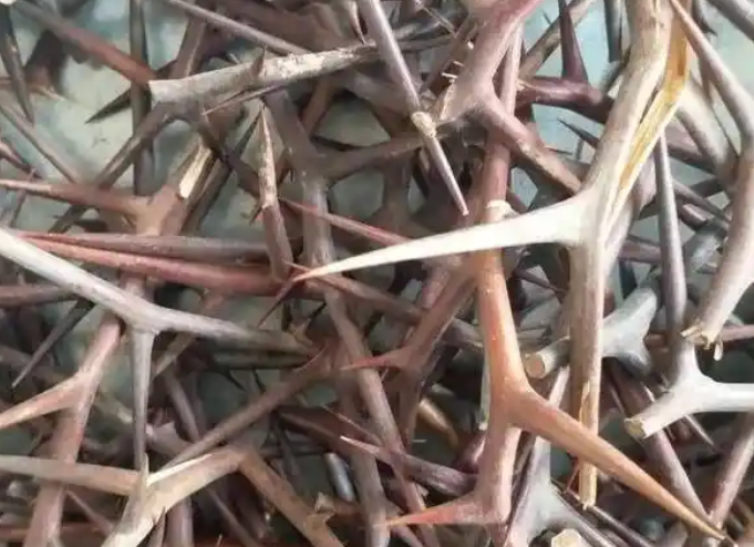 皂角刺要火了？