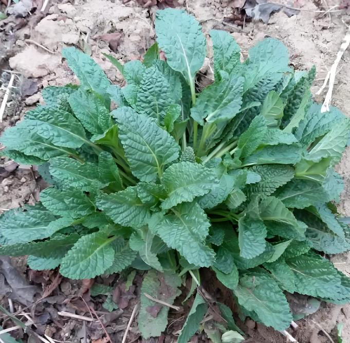 药食两用荔枝草：种植技巧全解析