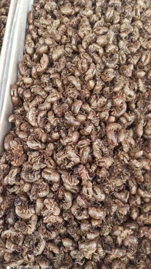 ​蝉蜕、防己、紫菀，谁是抄底良机？