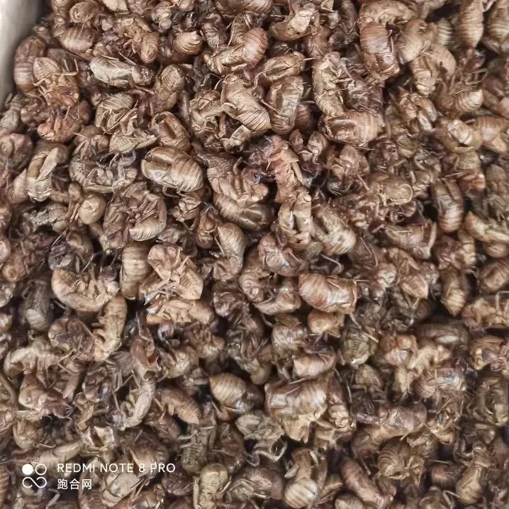 亳州中药材行情速递