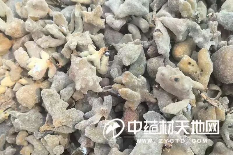 五倍子产量锐减 行情大涨 后市如何关注