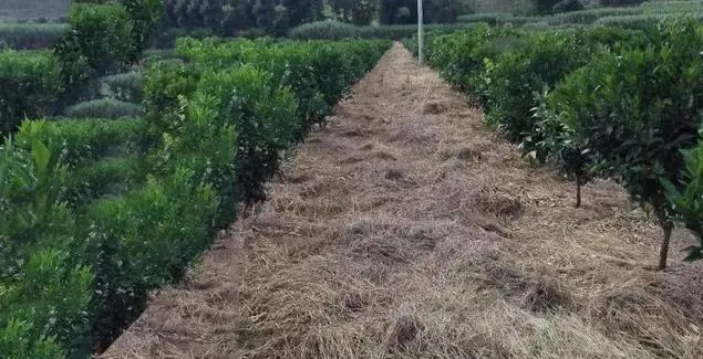 杀灭拉拉秧、牛筋草等恶性杂草？用这个除草剂，一次就能除根