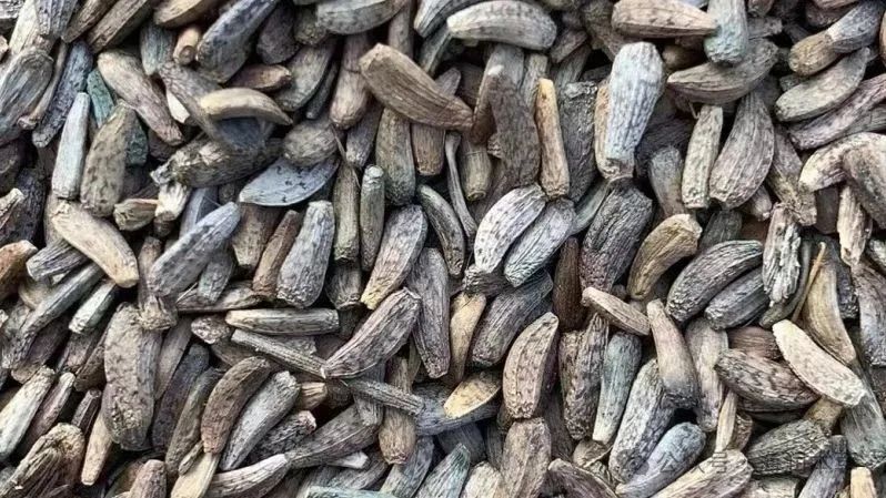 牛蒡子价格探底，10年新低背后藏机遇？