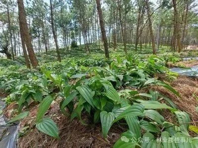 国家重点扶持的 15 种林下中药材