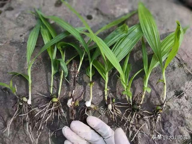 六种稳赚不赔药材种植项目
