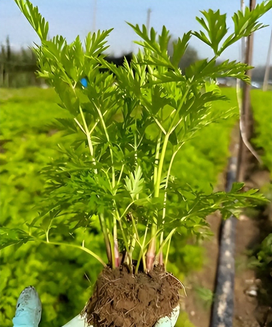 这药材种子崩盘！几毛钱一斤，还没有人要！