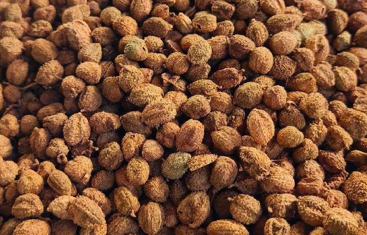 毛砂仁半年跌37%！抄底还是避坑？