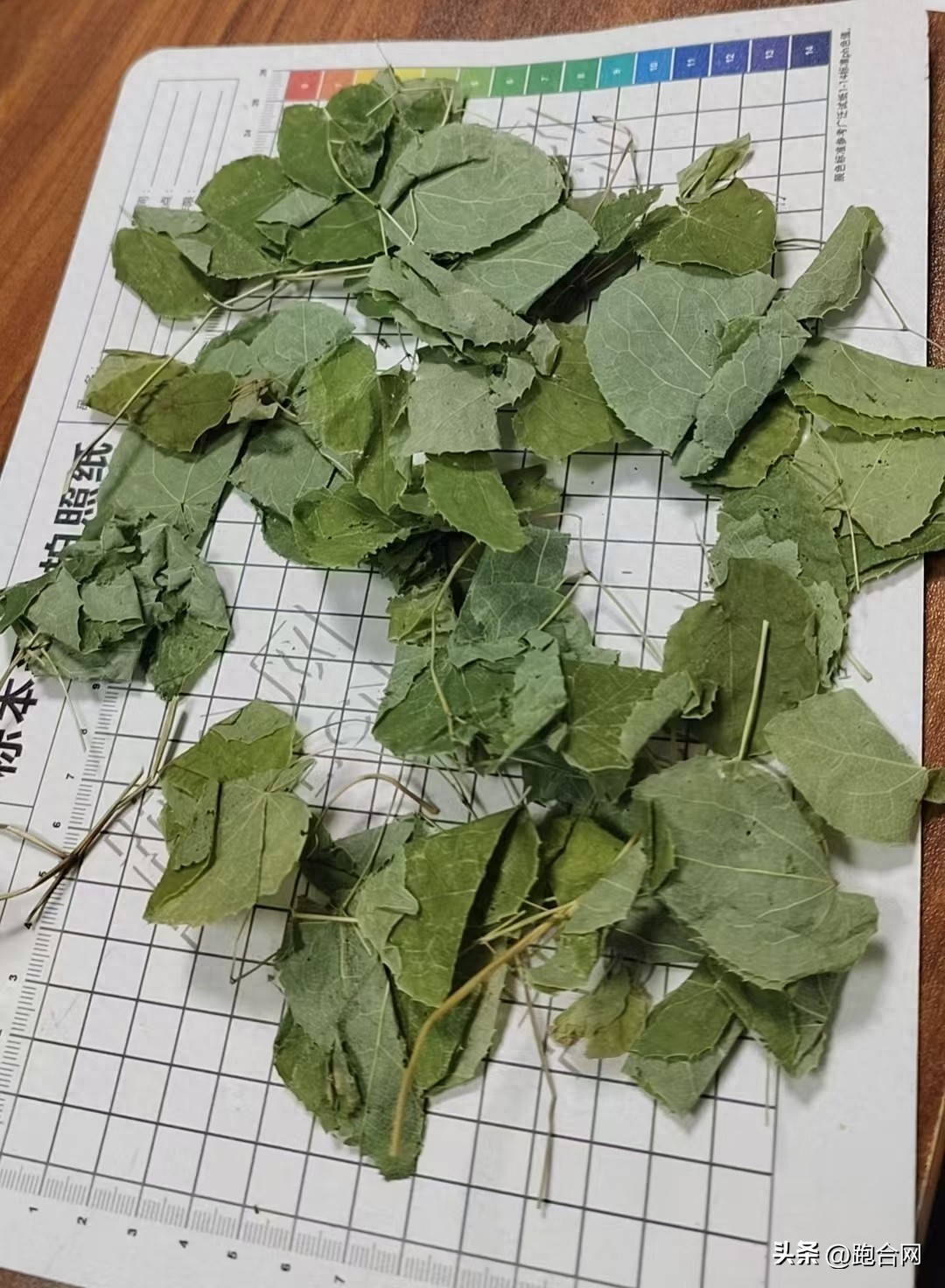 亳州中药材资讯