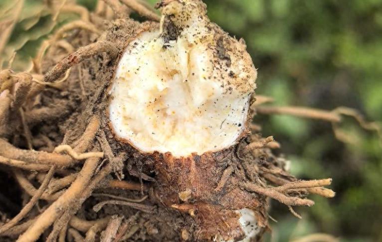 2026年这几种药材慎种！