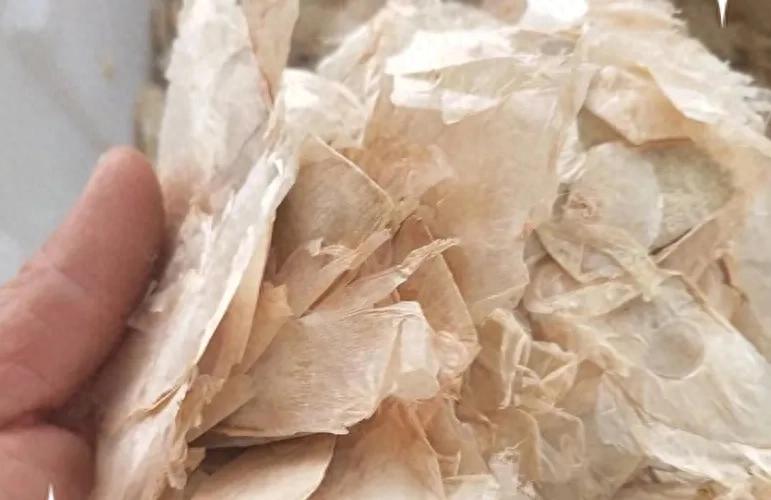 止跌回升！这5种药材集体发力