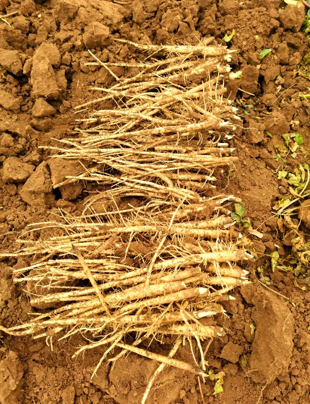 药市火热背后隐藏的深意你知道吗？