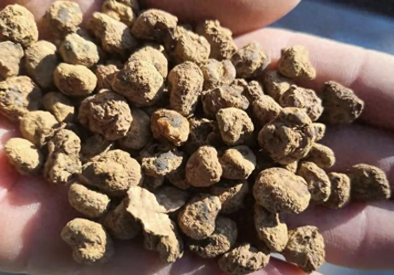 药材跌成白菜价？药农欲哭无泪