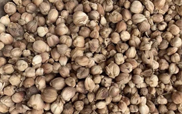 白豆蔻年末逆袭突然反弹，谁是幕后推手？