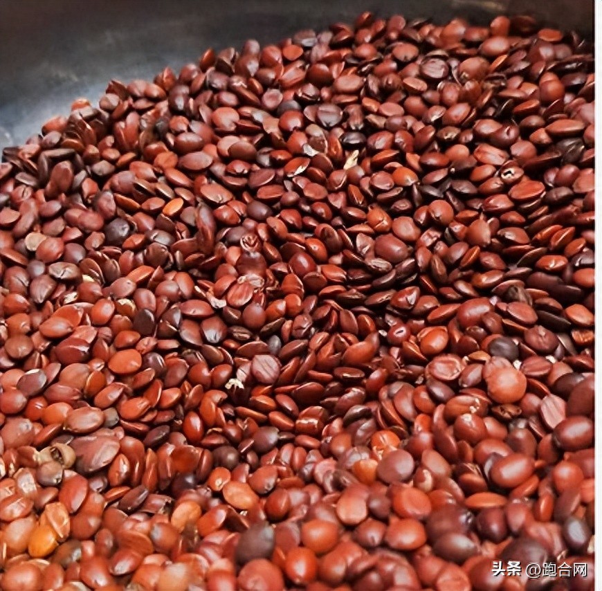 亳州中药材资讯