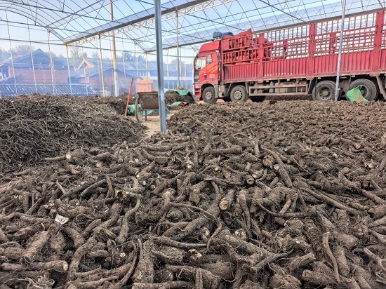 八成品种下跌！探寻2025云南家种中药材跌价背后的三大核心原因