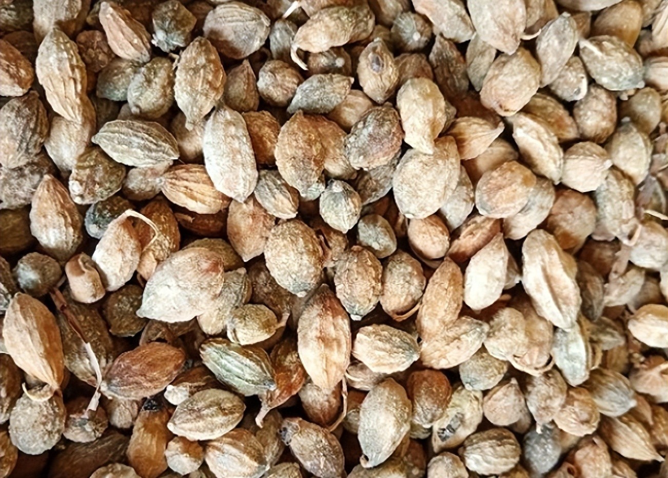 逆势上涨，益智仁短期有望突破100元