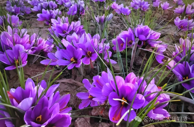 种植参考：中东战乱下的西红花种植机遇，最高14000元行情坚挺