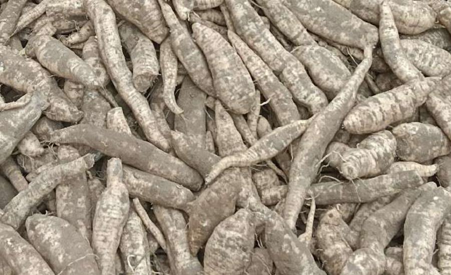 又一波药材价格上涨！(3.24)