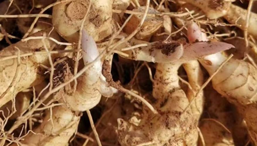 近期涨幅较大的几个药材品种