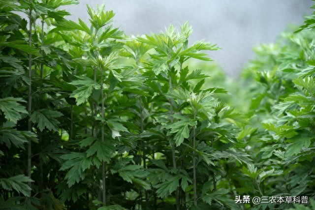 ​中药材种植的春天真的来了？
