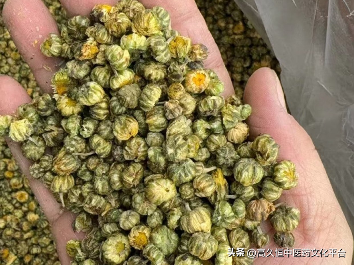 北京胎菊行情彻底抬头？