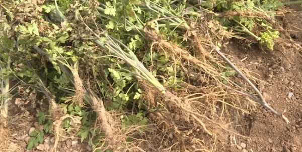 抽薹植株1