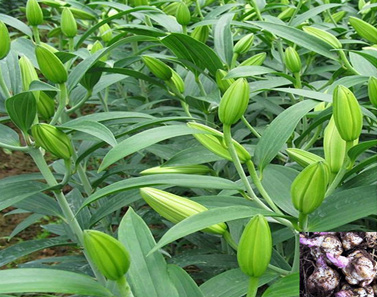 浅谈百合的种植技术和病虫害防治方法