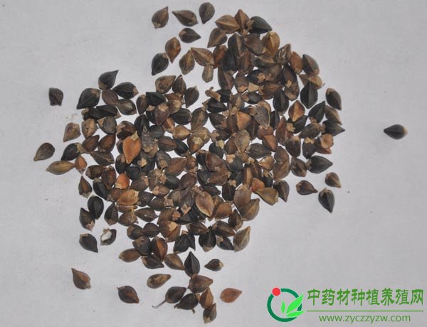 荞麦种子