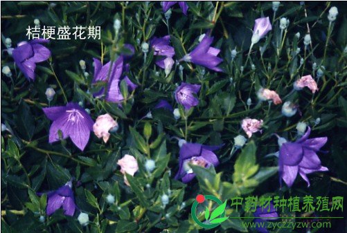 common/upload/2009/8/16/114621sn.jpg