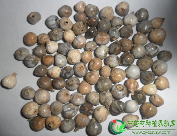 薏苡（硬壳）