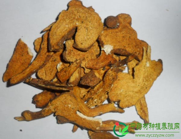 炒白术