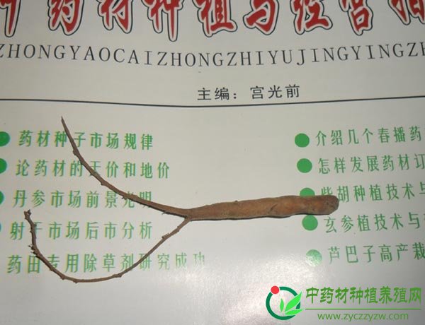 新品种白芍苗