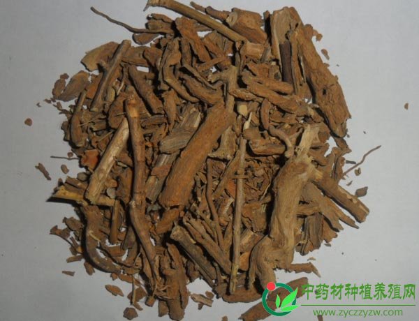 地骨皮