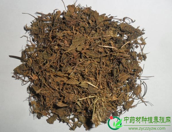 地锦草