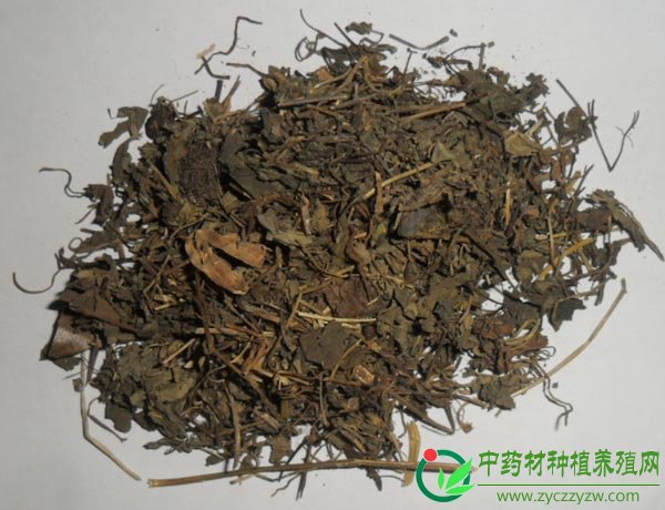 积雪草