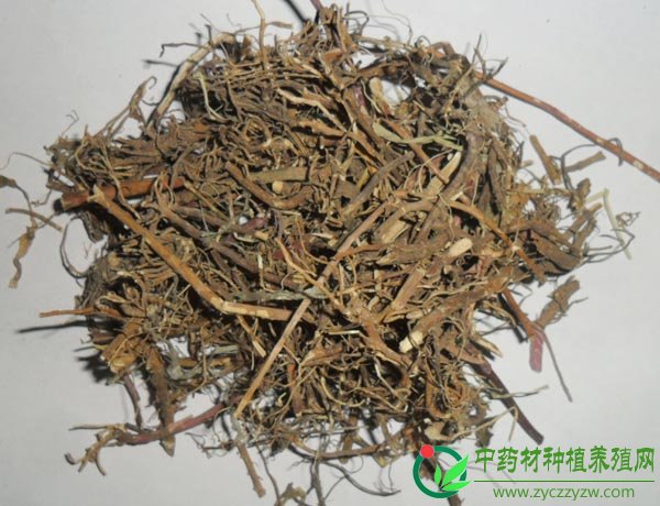 马兰根